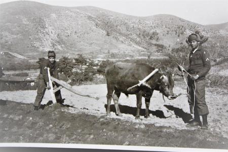 US Korean War Soldiers in a field with a bull